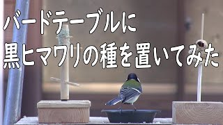 バードテーブルに栄養価が高い黒ヒマワリの種を置いてみました。【越冬給餌】