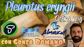 🍄👨‍🏫🔎 CURSO DE CULTIVO SETA DE CARDO | Aprende a cultivar Pleurotus eryngii, ostra rey