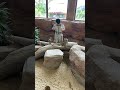 香港 旅遊 自由行 海洋公園 主題樂園 ocean park 狐獴￼餵飼 meerkats feeding time