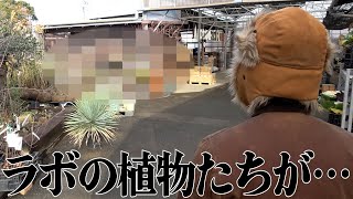 今の様子を正直にお伝えします【カーメン君】【園芸】【ガーデニング】