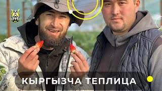 🇰🇬 Кызыл-кыя кыргызча теплица. Жумасына 300 кг