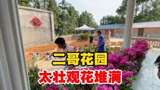 二哥二嫂要回来啦，满院子的花太壮观，花开富贵幸福美满【叉子闯四海】