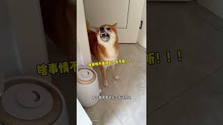 当告诉柴犬它是小八嘎时！ #小狗不语只是一味的cos #柴犬 #狗狗的心思都写在脸上了 #萌宠出道计划 #柴犬听到日语的反应 #萌宠出道计划 #pets #萌宠 #狗狗的心思都写在脸上了