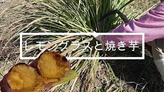 レモングラスの刈取*冬支度*焼き芋*ハーブティー