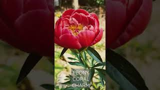 유럽 겹작약 코랄참 (Peony Coral Charm)밤이되면 주홍감으로 변신