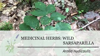 Wild Sarsaparilla