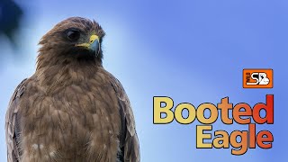 Booted Eagle | Migrating Birds | Wild SB | #birds #eagle