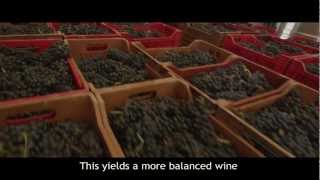 Castigno LIVE grape harvest (Ep5): when to pick?