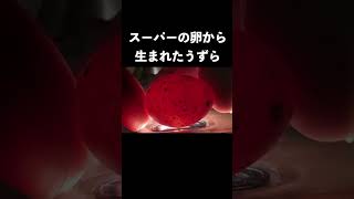 スーパーの卵から生まれたウズラ【3年後...】