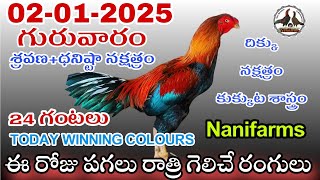 02  January 2025 Today winning colours #nanifarms #colorupdate #kukkutasastram #nanifarmsagri #nani