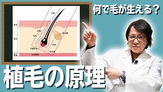 植毛とは? 自毛植毛の髪が生える原理を専門医が解説いたします【薄毛治療】