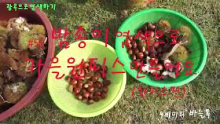 천연염색으로광목옷만들기/Chestnut dye/밤송이염색가을원피스/광목60수로만드는가을원피스/기본형원피스/패턴자료/