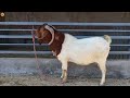 बिल्डर साहब ने शुरू किया bakri palan african boer goat goat farming