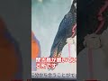 統一教会の本拠地、清平にあるパード園、平日は誰も来ない、閑古鳥が鳴いています。