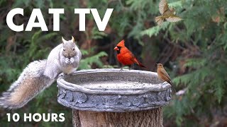 Cat TV for Pets and People to Watch 😺 - Jays, Cardinals and Beautiful Backyard Birds - Dec 15, 2024