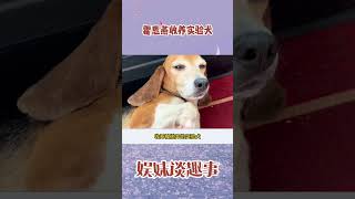 霍思燕收养实验犬，真是人美心善