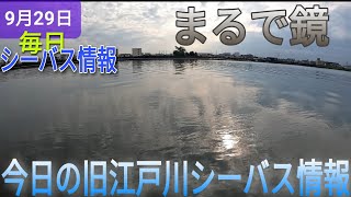 今日の旧江戸川シーバス情報