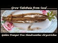 Grow Tabebuia/Golden Trumpet Tree from Seed!