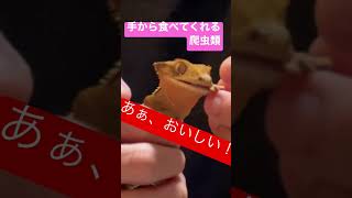 【爬虫類】手からご飯食べる#爬虫類 #lizard #gecko #クレス #クレステッドゲッコー #reptiles