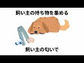 【聞き流し】犬に関する雑学 犬 雑学 聞き流し 睡眠 癒し 総集編 睡眠用