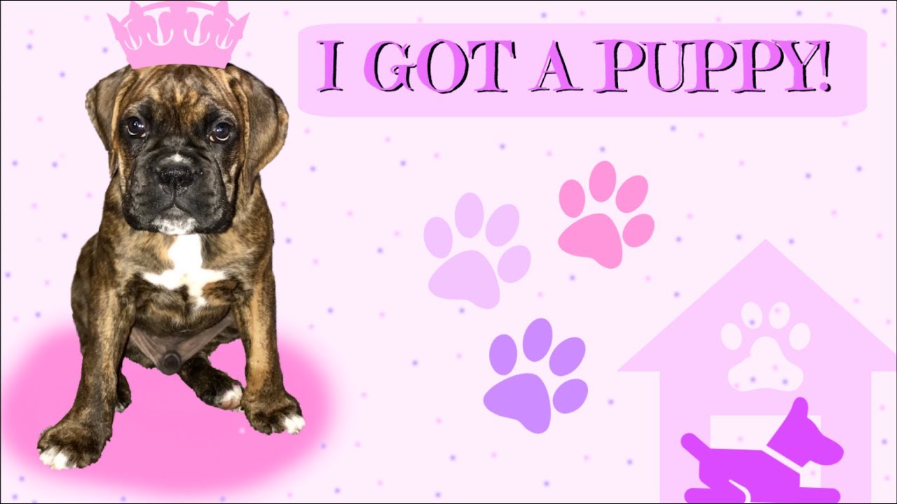I Got A Puppy Youtube