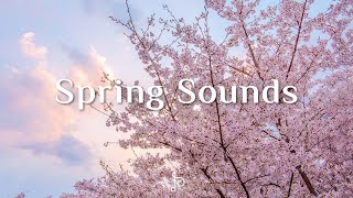 잔잔한 피아노 소리와 함께 벚꽃을 즐겨보세요 - Spring Sounds - Peaceful Piano Scenes
