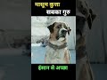 मासूम कुत्ता सबका गुरु shorts viral