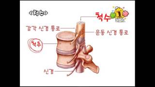 뇌의 구조와 기능