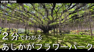 【死ぬまでに行きたい】あしかがフラワーパーク（栃木/見どころ/藤/時期/アクセス/料金/駅/デート）