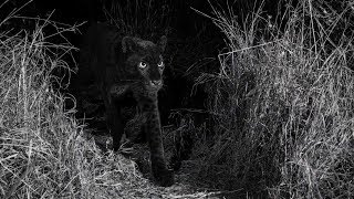 Rare Black Panther Spotted In Wild