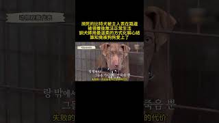 瀕死的比特犬被主人丟在路邊，被領養後無法正常生活，訓犬師用最溫柔的方式化解心結，誰知竟被狗狗愛上了