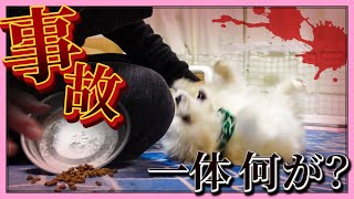 【🧸日常日記】犬に新しい芸を覚えさせようとしたら大惨事に…！