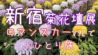 新宿御苑　菊花壇展の菊　ロマンスカーVSE   シニアのひとり旅　花散歩