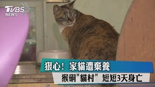 狠心！　家貓遭棄養猴硐「貓村」　短短3天身亡