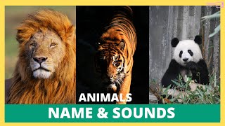 Animals names & Sounds & Video by ANIMALSOUNSSAFARI