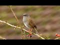 dunnock singing 4k uk birds