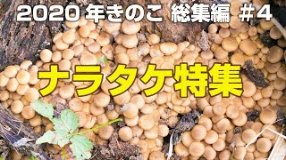 【山梨できのこ狩り　ナラタケ編】2020年キノコ狩り総集編＃4です。今回はナラタケ特集です（協力：ペンションすずらん）