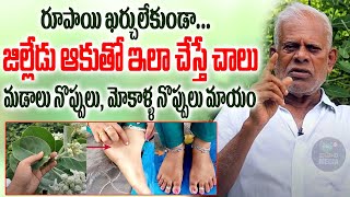 A miracle leaf that relieves knee pain and knee pain in seconds || Jilledu plant uses in Ayurveda