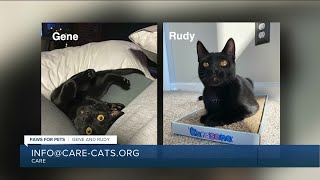 Paws for Pets: Gene and Rudy, sweet boys who are great with other cats!