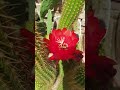 ‎@flowerszoneforever echinopsis huascha cactus flower  flowerszone cactus flowers