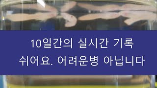 [특집30-2] 대표적인 열대어질병 구피 꼬리지느러미 접힘병.  어렵지 않습니다. 치료영상