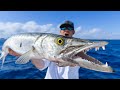 The TRUTH about this TOXIC Fish…Catch Clean Cook (Barracuda)