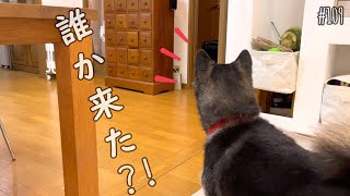 2週間ぶりにお姉ちゃんが来た時の柴犬の反応が○○過ぎた（笑）（№109）