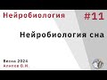 Нейробиология обучения 11. Нейробиология сна