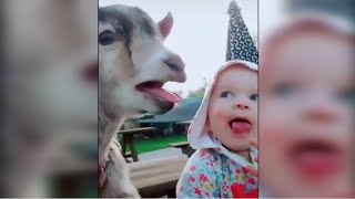 Cute and Funny Baby Goat Compiliation😄❤🐐| Animal Lover💙