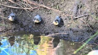 Pygmy Nuthatch Flock Drinking