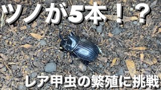 【糞虫】ゴホンダイコクコガネを飼育します！