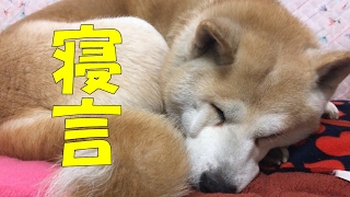 柴犬シン君　寝言で笑う犬～ Dog laughing at sleep～