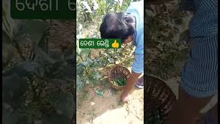 ଦେଶୀ ଭେଣ୍ଡି#okra#shorts #viral #farming #minivlog