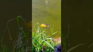 big fight with a carp in a tight canal #shorts  #fishing  #viral